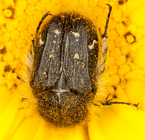 Tropinota hirta?